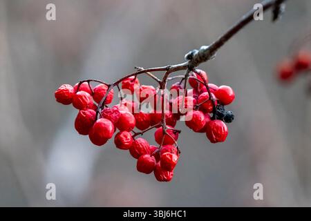 Rouge vif Guelder Rose baies suspendues en grappes denses sur branche sombre créant un affichage d'automne vibrant à LLO, France Banque D'Images