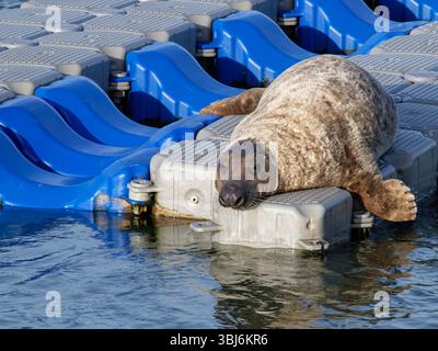 Phoque gris (Halichoerus grypus) reposant sur un ponton flottant, estuaire de l'Exe, Devon, Royaume-Uni, décembre. Banque D'Images