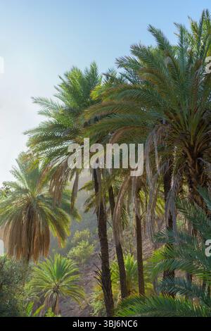 Palmiers de dattes luxuriants dans Paradise Valley Oasis, Maroc Banque D'Images