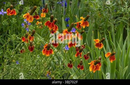 Des Coneflowers des Prairies debout ou des plantes de chapeau mexicain fleurissent dans un jardin Xeriscape. Banque D'Images