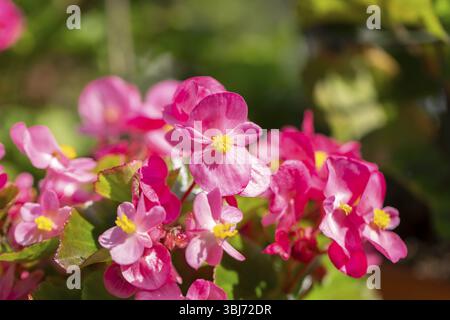 Fleurs roses de la bégonia de glace (Begonia) au soleil avec fond vert et feuilles fraîches, Neunkirchen, basse-Autriche, Autriche, Europe Banque D'Images