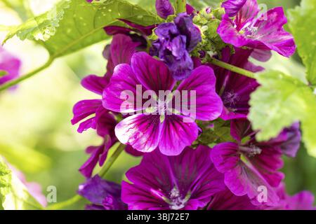 Gros plan de fleurs violettes de mauve commune (Malva sylvestris) avec des accents verts dans une lumière d'été brillante, Neunkirchen, basse-Autriche, Autriche, Europe Banque D'Images