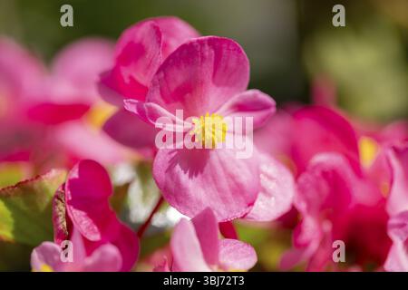 Fleurs roses de la bégonia de glace (Begonia) au soleil, gros plan, Neunkirchen, basse-Autriche, Autriche, Europe Banque D'Images