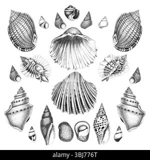 Collection Sea Shell. Illustrations en noir et blanc dessinées à la main de coquillages. Isolé sur fond blanc. Idéal pour le design et l'utilisation créative. Banque D'Images