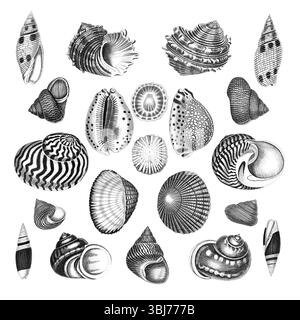 Collection Sea Shell. Illustrations en noir et blanc dessinées à la main de coquillages. Isolé sur fond blanc. Idéal pour le design et l'utilisation créative. Banque D'Images