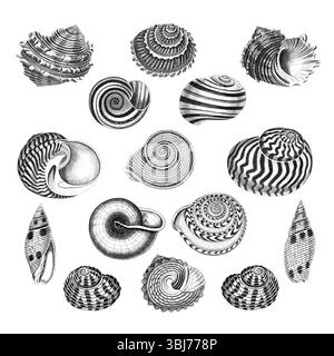 Collection Sea Shell. Illustrations en noir et blanc dessinées à la main de coquillages. Isolé sur fond blanc. Idéal pour le design et l'utilisation créative. Banque D'Images