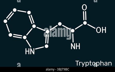 Structure chimique des molécules de tryptophane, Trp ou W. Acide aminé essentiel et précurseur de la sérotonine. Fond bleu foncé, illustration Banque D'Images