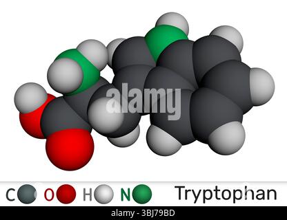 Structure chimique des molécules de tryptophane, Trp ou W. Acide aminé essentiel et précurseur de la sérotonine. Modèle moléculaire. Rendu 3D. Illustration Banque D'Images