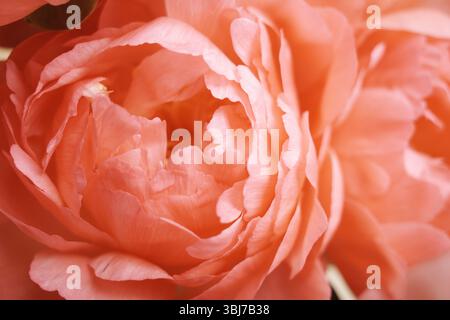 Vue rapprochée d'une fleur de pivoine rose. Il capture les détails complexes du pétale de la fleur dans différentes nuances de rose. Banque D'Images