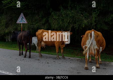 Un groupe de vaches debout près d'un panneau d'avertissement au bord de la route représentant des piétons, sur fond de grands arbres verts et d'un environnement rural serein Banque D'Images