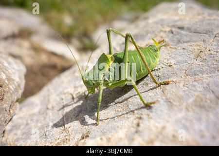 Grande sauterelle verte (Tettigonia viridissima) sur une pierre grise dans les Hautes Tatras, Slovaquie, Europe Banque D'Images