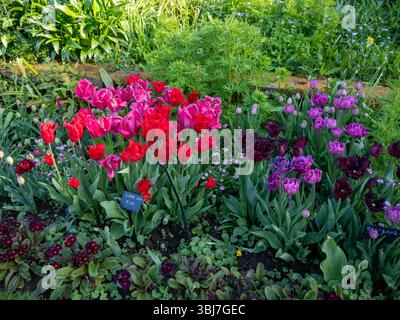 Chenies Manor bordure de tulipe de jardin encastré. Lady Van Eijk, Purple Heart et Labrador tulipes au rouge vif. Banque D'Images