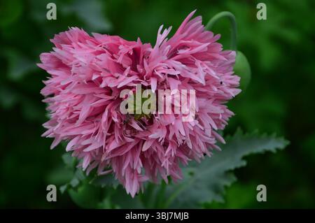 Gros plan d'un double coquelicot rose (Papaver somniferum) entièrement fleuri avec des pétales à volants denses, photographié dans les jardins d'Audley End House Banque D'Images