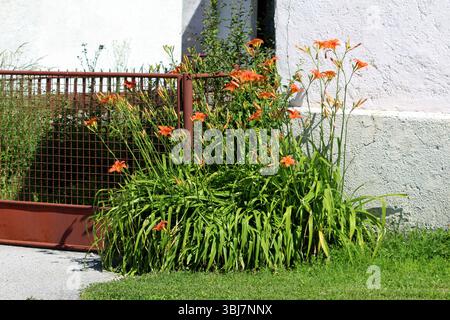 Hemerocallis fulva, lys orangés ou lys de fossé, forme un amas dense de feuilles vertes arquées et de hautes tiges avec des fleurs oranges en forme de trompette, fleurissent Banque D'Images