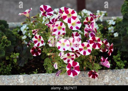 Petunia hybrida, pétunia ou pétunia de jardin, affiche des fleurs de trompette blanches et magenta à motifs étoilés avec des feuilles vertes, fleurissant dans un béton Banque D'Images