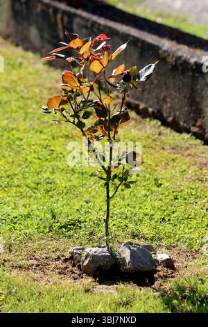 Rosa glauca, rose à feuilles rouges ou rose à feuilles rouges, présente des tiges droites avec des feuilles rouges cuivrées et vertes, plantées parmi des pierres sur une pelouse herbeuse, valorisées Banque D'Images