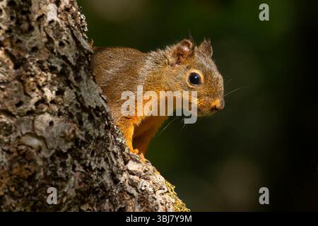 Écureuil de Douglas (Tamiasciurus douglasii), Brian Booth State Park, Oregon Banque D'Images