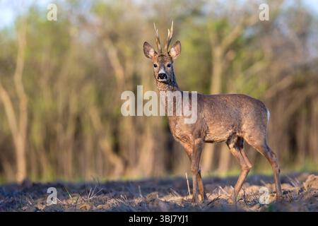 Un beau roebuck se dresse dans un champ agricole près d'une forêt. Banque D'Images