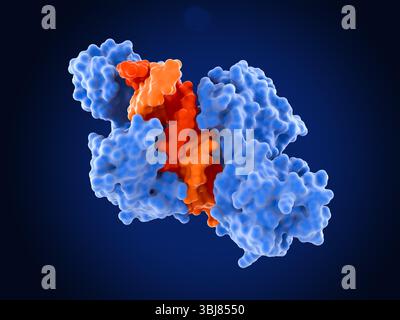 Illustration d'une protéine argonaute liée à un brin guide (rouge) et un brin passager (orange) de microARN double brin (miARN). La protéine argonaute séparera les deux brins. Le brin passager est dégradé et le brin guide est incorporé dans le complexe de silençage induit par ARN (RISC), un complexe multiprotéique responsable du processus de silençage génique connu sous le nom d'interférence ARN (ARNi). Le brin guide est utilisé pour reconnaître l'ARNm complémentaire (ARN messager) que la protéine argonaute clive ensuite, le rendant inactif. Banque D'Images