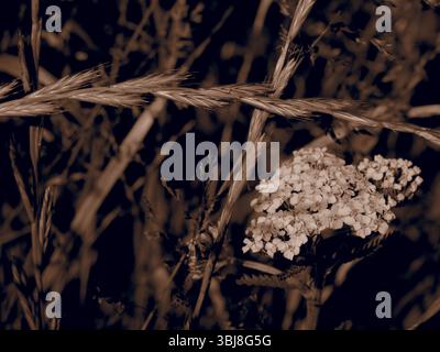 Gros plan sépia de fleurs sauvages blanches et de hautes herbes de prairie avec un arrière-plan légèrement flou pour une esthétique de la nature vintage Banque D'Images