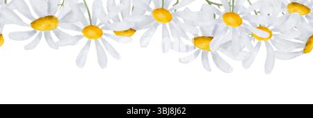Marguerites délicates avec des pétales blancs sur une bordure sans couture. Illustration aquarelle. Les prairies et les fleurs sauvages sont isolées sur un fond blanc. Le thème Banque D'Images