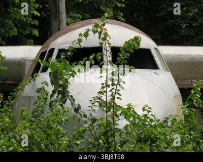 Gros plan du cockpit d'un avion abandonné couvert de végétation à Yangon, Myanmar Banque D'Images