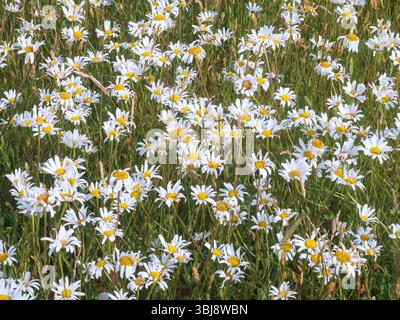 Marguerites Ox-eye, Leucanthemum vulgare, jolie fleur sauvage aussi connue sous le nom de Marguerite Moon, Marguerite Field ou Marguerite Dog Banque D'Images