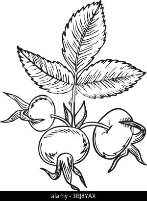 Baies de hanche rose avec des feuilles. Illustration vectorielle florale dessinée à la main avec des hanches de rose de chien présenté en noir et blanc avec dessin au trait sur blanc Illustration de Vecteur