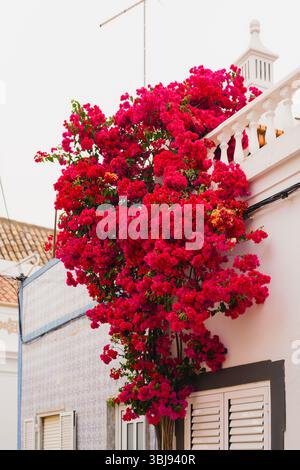Une plante bougainvillière vive pousse sur le côté d'un bâtiment pastel, enveloppant autour de volets blancs et atteignant le balcon au-dessus. Banque D'Images