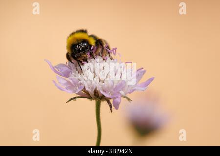 Bumblebee Bombus terrestris avec un fond flou rose sur une petite fleur de Scabious (Scabiosa columbaria), Bocairent, Espagne Banque D'Images