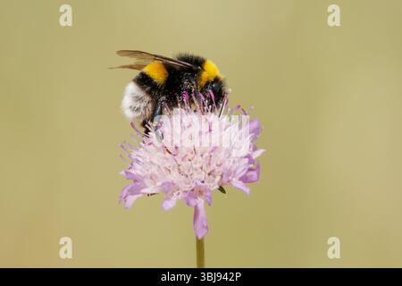 Profil de Bumblebee Bombus terrestris sur une fleur de Scabiosa columbaria avec un fond Uni, Bocairent, Espagne Banque D'Images