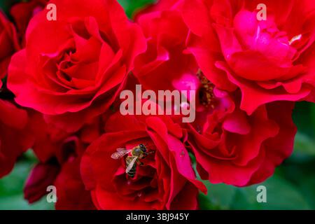 Une abeille recueille le nectar de roses rouges vives dans un jardin florissant. Les fleurs fleurissent magnifiquement, attirant les pollinisateurs en plein soleil. Banque D'Images