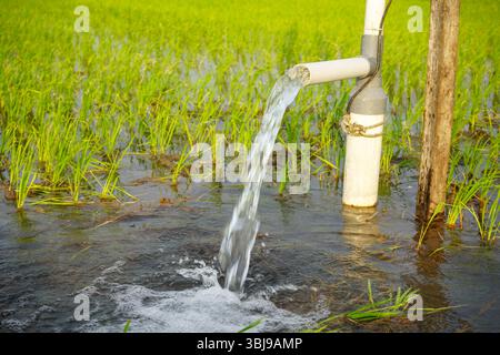 Irrigation des rizières à l'aide de puits de pompage avec la technique de pompage de l'eau du sol pour s'écouler dans les rizières. Pompage de l'eau. Banque D'Images