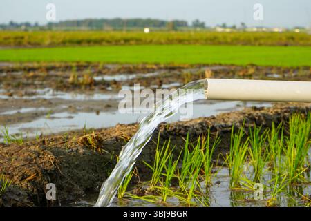 Irrigation des rizières à l'aide de puits de pompage avec la technique de pompage de l'eau du sol pour s'écouler dans les rizières. Pompage de l'eau. Banque D'Images