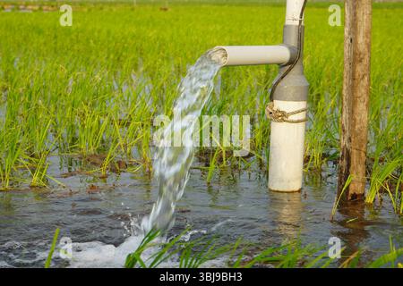 Irrigation des rizières à l'aide de puits de pompage avec la technique de pompage de l'eau du sol pour s'écouler dans les rizières. Pompage de l'eau. Banque D'Images