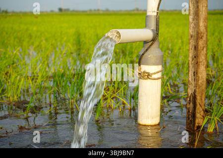 Irrigation des rizières à l'aide de puits de pompage avec la technique de pompage de l'eau du sol pour s'écouler dans les rizières. Pompage de l'eau. Banque D'Images