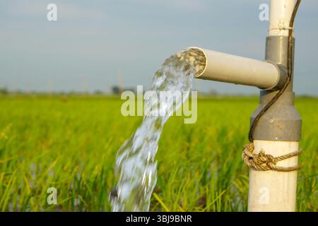 Irrigation des rizières à l'aide de puits de pompage avec la technique de pompage de l'eau du sol pour s'écouler dans les rizières. Pompage de l'eau. Banque D'Images