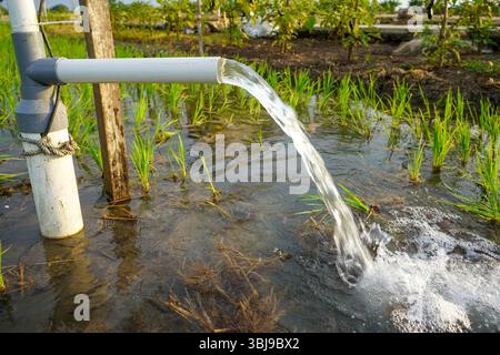 Irrigation des rizières à l'aide de puits de pompage avec la technique de pompage de l'eau du sol pour s'écouler dans les rizières. Pompage de l'eau. Banque D'Images