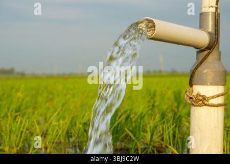 Irrigation des rizières à l'aide de puits de pompage avec la technique de pompage de l'eau du sol pour s'écouler dans les rizières. Pompage de l'eau. Banque D'Images