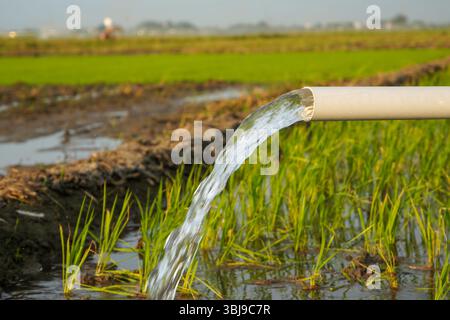 Irrigation des rizières à l'aide de puits de pompage avec la technique de pompage de l'eau du sol pour s'écouler dans les rizières. Pompage de l'eau. Banque D'Images