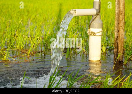 Irrigation des rizières à l'aide de puits de pompage avec la technique de pompage de l'eau du sol pour s'écouler dans les rizières. Pompage de l'eau. Banque D'Images