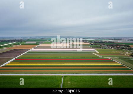 Vue aérienne champs de tulipes, Banque D'Images