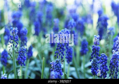 Fleurs bleues vives au début du printemps. Muscari ou jacinthe de souris. Belles fleurs bleues avec mise au point sélective. Glade de muscari. Oignon d'Adder arménien Banque D'Images