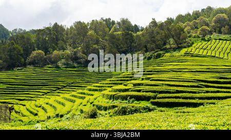 Vue des plantations de thé à Cha Gorreana sur l'île de Sao Miguel, Açores Portugal. Banque D'Images