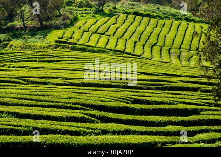 Vue des plantations de thé à Cha Gorreana sur l'île de Sao Miguel, Açores Portugal. Banque D'Images