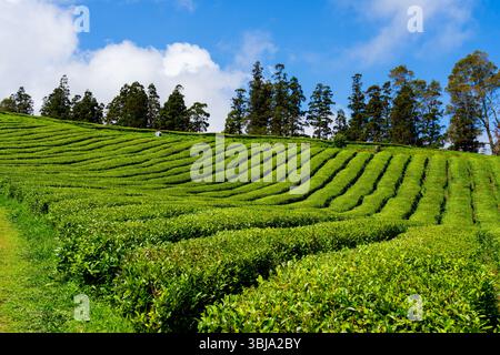 Vue des plantations de thé à Cha Gorreana sur l'île de Sao Miguel, Açores Portugal. Banque D'Images