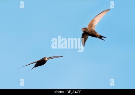 Swifts communs (Apus apus) se nourrissant contre un ciel bleu, Suffolk Banque D'Images