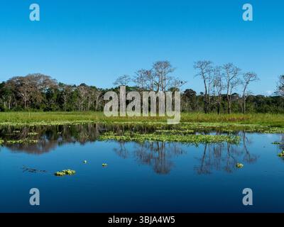 Paysage du fleuve Amazone avec forêt tropicale. Prise près de la petite ville de Tefè. Banque D'Images