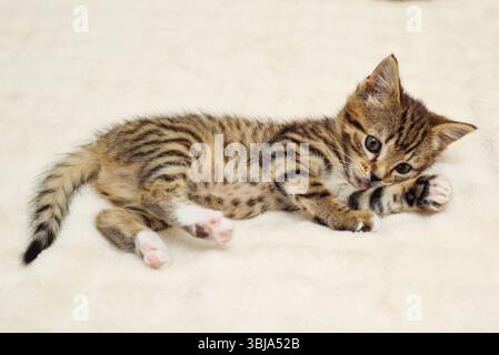 Chaton toilettant lui-même sur une couverture confortable Banque D'Images