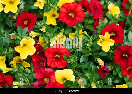 Fleurs de pétunia rouge et jaune vif fleurissant dans un jardin verdoyant, créant un affichage floral vif et joyeux. Banque D'Images